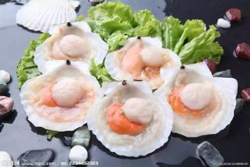 爆料海鲜扇贝的做法视频,视频教学,轻松学会美味扇贝烹饪技巧 第2张 爆料海鲜扇贝的做法视频,视频教学,轻松学会美味扇贝烹饪技巧 第2张